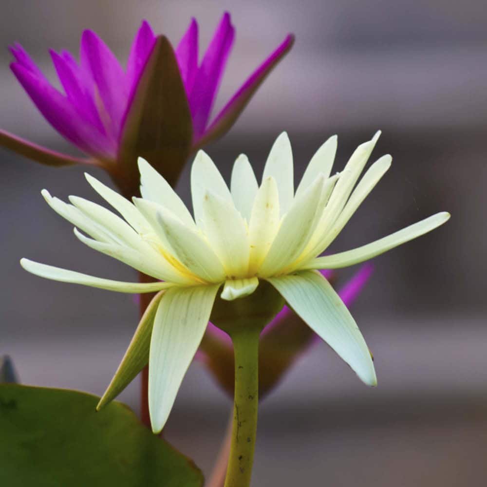 Mindfulness coach uddannelse