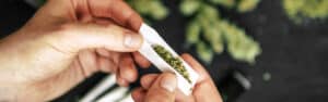 Den ufortalte historie om cannabis