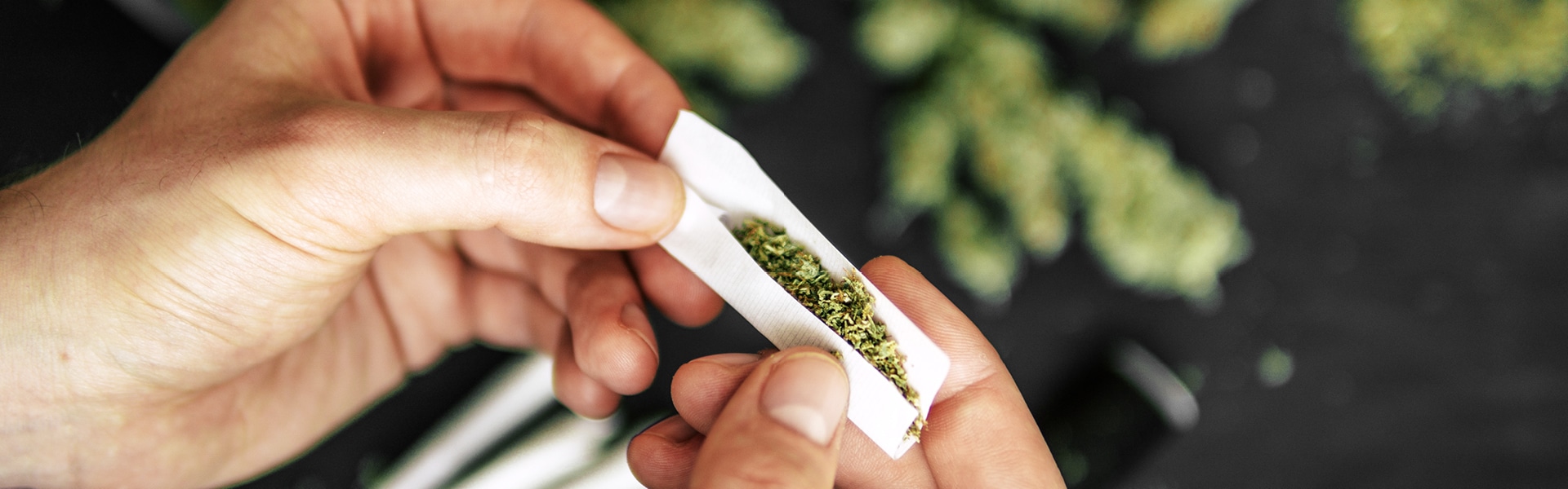 Cannabis