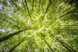 Naturterapi – Styrk dit sundhedsfremmende arbejde med børn, unge og voksne