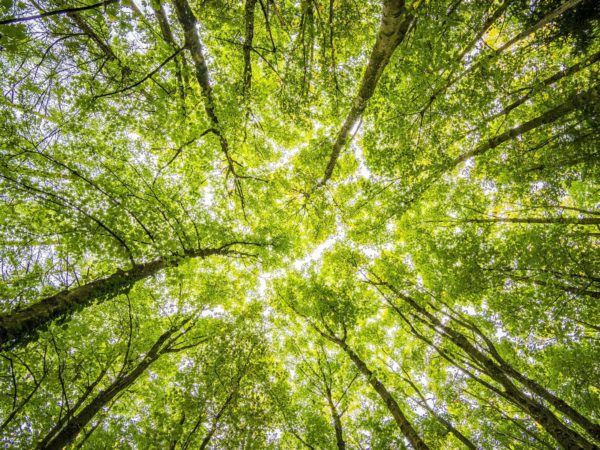 Naturterapi – Styrk dit sundhedsfremmende arbejde med børn, unge og voksne