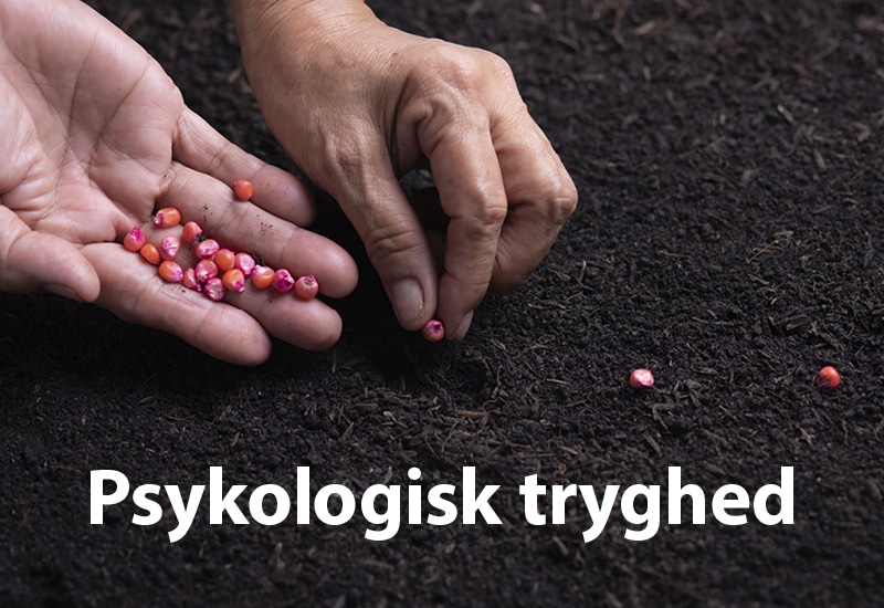 psykologisk_tryghed_små_frø_der_bliver_plantet